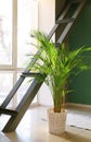 Pot with decorative Areca palm on floor in room