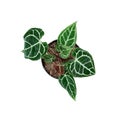 A pot with decorative plant Anthurium clarinervium Up view