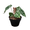 A pot with decorative plant Anthurium clarinervium