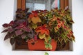 A pot of decorative variegated coleus on the windowsill outside