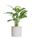 Pot with Dieffenbachia plant isolated. Home decor