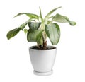 Pot with Dieffenbachia plant isolated on white. Home decor Royalty Free Stock Photo