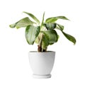 Pot with Dieffenbachia plant isolated on white. Home decor Royalty Free Stock Photo