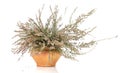 Pot with dried heather flowers on a white background