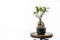 pot with ficus ginseng bonsai on industrial round stool