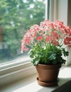 A pot of flourishing pink geraniums sits gracefully on a windowsill, basking in the warm sunlight, creating a serene and Royalty Free Stock Photo