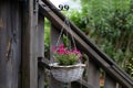A pot of flowering petunia hangs on the hook Royalty Free Stock Photo
