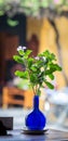 A pot of flowers at coffee shop in Hoi An, Vietnam Royalty Free Stock Photo