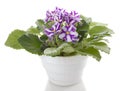 Pot flowers saintpaulia flower Royalty Free Stock Photo