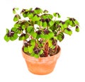 Pot with four leaf clover plant Royalty Free Stock Photo