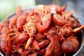 Pot of boiled freshwater crawdads or cray fish Royalty Free Stock Photo