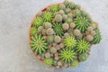 Pot full of Gymnocalycium Echinopsis calochlora cactus succulent