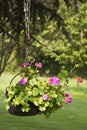 Pot of geraniums flowers