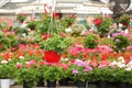 pot of geraniums and flowers for sale in the greenhouse Royalty Free Stock Photo