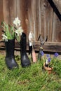 Pot of  grape hyacinth flowers vertical photo of black boots with flowers on wood Royalty Free Stock Photo