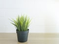 Pot of grass put on wooden table with white brick wall. Royalty Free Stock Photo