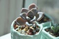 A pot of green and old succulents planted at home