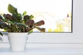 A pot with a green plant on a light windowsill. Indoor flower for office Royalty Free Stock Photo