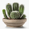 Sunny Succulent: A Cactus Basking in Radiance on a Light Background