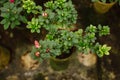 Pot with growing flower