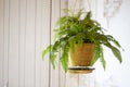 Pot of hanging Boston fern