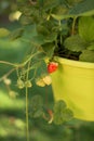 Pot with hanging strawberries  in the garden - plant, fruit and blossoms Royalty Free Stock Photo