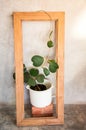 Pot of heart shape plant, Hoya kerrii craib Royalty Free Stock Photo