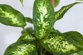 Pot with a home plant on the background of an untreated wall. Home or room decorations. Dieffenbachia or dumbcane in the pot