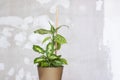 Pot with a home plant on the background of an untreated wall. Home or room decorations. Dieffenbachia or dumbcane in the pot