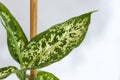 Pot with a home plant on the background of an untreated wall. Home or room decorations. Dieffenbachia or dumbcane in the pot