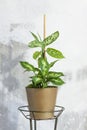 Pot with a home plant on the background of an untreated wall. Home or room decorations. Dieffenbachia or dumbcane in the pot