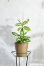 Pot with a home plant on the background of an untreated wall. Home or room decorations. Dieffenbachia or dumbcane in the pot