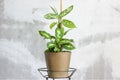 Pot with a home plant on the background of an untreated wall. Home or room decorations. Dieffenbachia or dumbcane in the pot