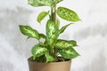 Pot with a home plant on the background of an untreated wall. Home or room decorations. Dieffenbachia or dumbcane in the pot