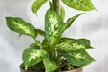 Pot with a home plant on the background of an untreated wall. Home or room decorations. Dieffenbachia or dumbcane in the pot