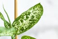 Pot with a home plant on the background of an untreated wall. Home or room decorations. Dieffenbachia or dumbcane in the pot