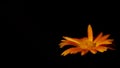 Calendula flower floating on black background