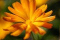 Pot marigold (Calendula officinalis) on blur background Royalty Free Stock Photo