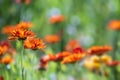Pot Marigold Calendula officinalis on blur background Royalty Free Stock Photo