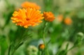 Pot Marigold Calendula officinalis on blur background. Royalty Free Stock Photo
