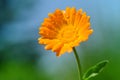 Pot Marigold Calendula officinalis on blur background. Royalty Free Stock Photo