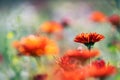 Pot Marigold Calendula officinalis on blur background Royalty Free Stock Photo