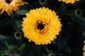 Pot Marigold, Calendula officinalis close up. English marigold Flower.English Marigold flowers in full bloom.Orange & yellow flowe Royalty Free Stock Photo