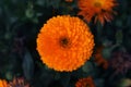 Pot Marigold, Calendula officinalis close up. English marigold Flower.English Marigold flowers in full bloom.Orange & yellow flowe Royalty Free Stock Photo