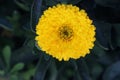 Pot Marigold, Calendula officinalis close up. English marigold Flower.English Marigold flowers in full bloom.Orange & yellow flowe Royalty Free Stock Photo