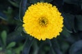 Pot Marigold, Calendula officinalis close up. English marigold Flower.English Marigold flowers in full bloom.Orange & yellow flowe Royalty Free Stock Photo