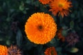 Pot Marigold, Calendula officinalis close up. English marigold Flower.English Marigold flowers in full bloom.Orange & yellow flowe Royalty Free Stock Photo