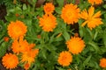 Pot Marigold, Calendula officinalis close up. Raindrops in petals, selective focus. Pot Marigold raindrops Royalty Free Stock Photo