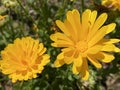 Pot marigold / Calendula officinalis / Common marigold, Ruddles, Mary`s gold, Garten-Ringelblume or Souci officinal Royalty Free Stock Photo