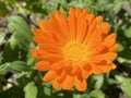 Pot marigold / Calendula officinalis / Common marigold, Ruddles, Mary`s gold, Garten-Ringelblume or Souci officinal Royalty Free Stock Photo